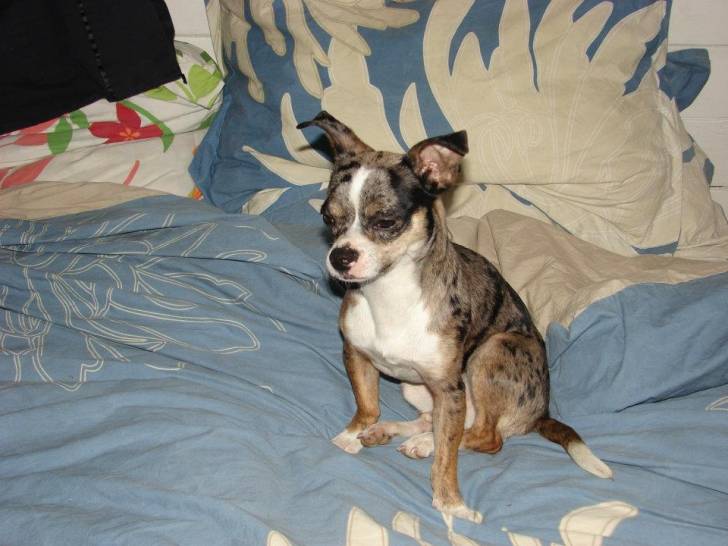 Fydi (Mort le 16 novembre 2011) - Chihuahua Mâle (2 ans)
