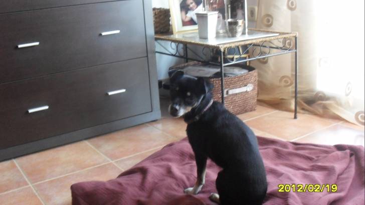 Luna o Lunita - Chihuahua (7 ans)