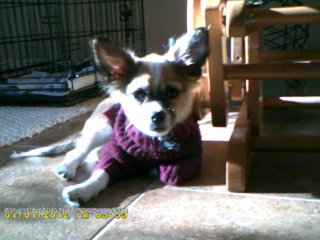 chane - Chihuahua Mâle (9 mois)