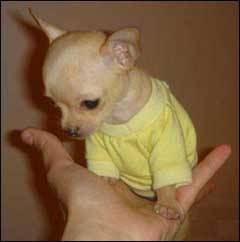 pepito - Chihuahua Mâle (4 mois)