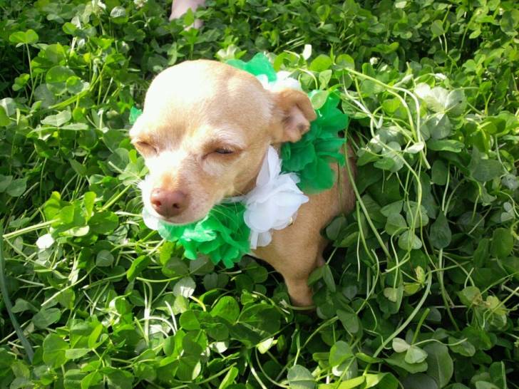Pixxie - Chihuahua (4 ans)