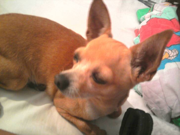 akasha - Chihuahua (3 ans)