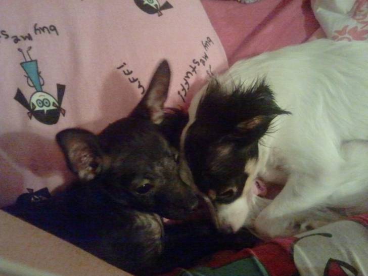 Dixi and Darcy - Chihuahua (1 an)