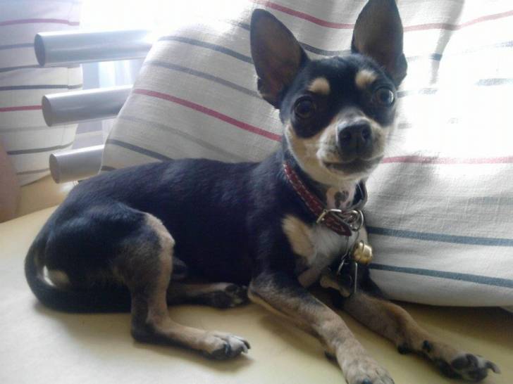 chicharito - Chihuahua Mâle (2 ans)