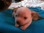 Bébé chihuahua - Chihuahua Mâle (1 mois)