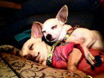 Beba y Peshi - Chihuahua Femelle (3 ans)