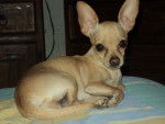 nikita - Chihuahua Femelle (2 ans)