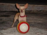 grecia - Chihuahua Femelle (2 mois)