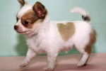 love - Chihuahua Femelle (5 mois)