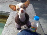 Princesa - Chihuahua Femelle (1 an)