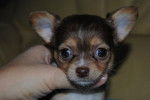 Pandora Grandit :) - Chihuahua Femelle (2 mois)