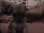 hermes - Chihuahua Femelle (3 mois)