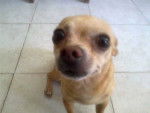adolfo - Chihuahua Mâle (5 ans)