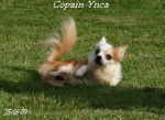Ynca - Chihuahua Mâle (10 ans)
