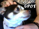 Spot - Chihuahua Mâle