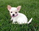 chiuaua - Chihuahua Femelle (7 mois)