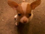 Chiquis - Chihuahua Femelle (8 mois)