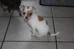 Joyce - Chihuahua Femelle (2 mois)