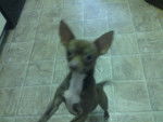Stimppy - Chihuahua Mâle (1 an)