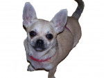 Epona - Chihuahua Femelle (1 an)