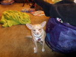 Gidget - Chihuahua Femelle (4 ans)