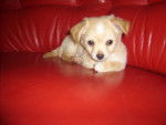 Yoshi - Chihuahua Mâle (3 mois)