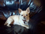 Chloe Mischef - Chihuahua Femelle (4 ans)
