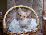chihuahua CACHOU - Chihuahua