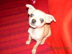 simba le chihuahua - Chihuahua