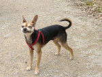 croisée Pinscher-chihuahua - POUPOUNE - Chihuahua