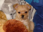 chihuahua Ilina - Chihuahua