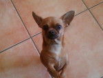 chihuahua - Chihuahua