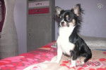 Chihuahua G.Fidjy - Chihuahua