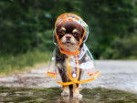 Un adorable Chihuahua porte un imperméable pour chien