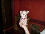 chloe - Chihuahua Femelle (1 an)