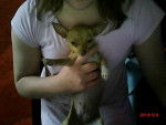 CLOE - Chihuahua Femelle (1 an)