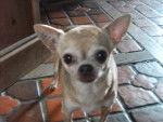Vanille - Chihuahua Femelle (11 ans)
