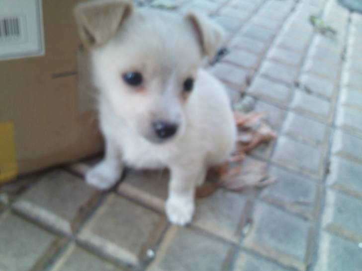 bart - Chihuahua Mâle (1 an)