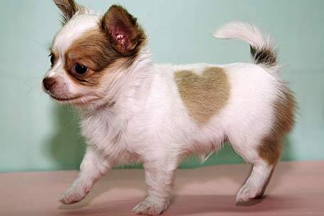 love - Chihuahua Femelle (5 mois)