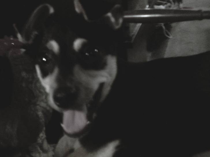 charlie - Chihuahua Femelle (5 mois)