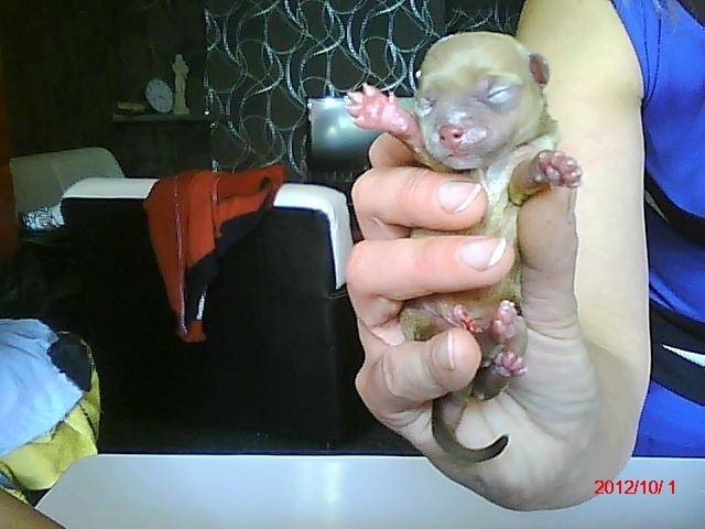 rocki - Chihuahua Mâle