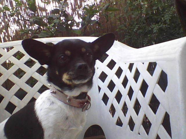 luna - Chihuahua Femelle (5 ans)