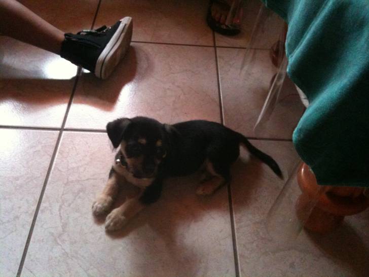 Brutus - Chihuahua Mâle (2 mois)