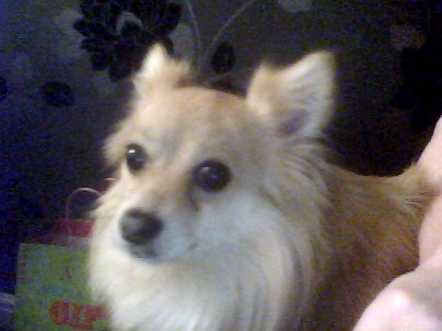 Pooki - Chihuahua Mâle (3 ans)