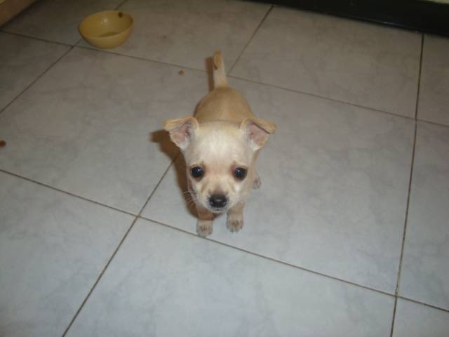 Channel - Chihuahua Femelle (1 mois)