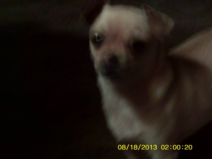 Chico - Chihuahua Mâle (1 an)