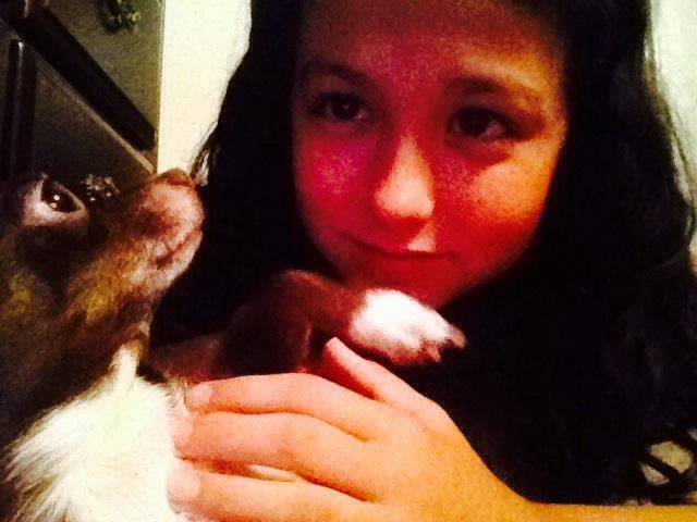 zoey - Chihuahua Femelle (2 ans)