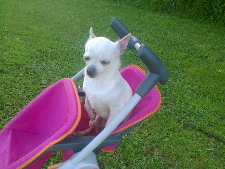 Princesse dans la poussete - Chihuahua Femelle (6 ans)