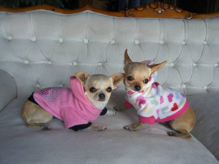 yuya y maya - Chihuahua Femelle (2 ans)