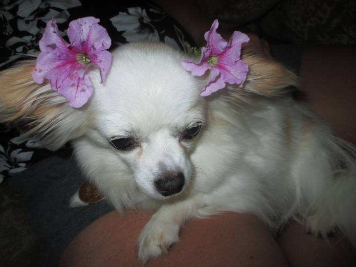 Buttercup - Chihuahua Femelle (6 ans)